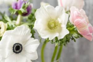 close up of a white anemones. flowers of winter season. stamens and pistils. great light background. macro.