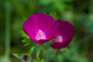 macro of a purple poppy mallow